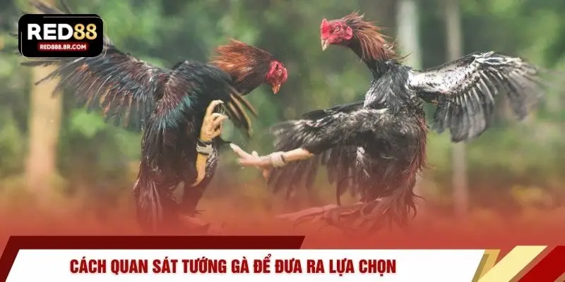 Đá Gà RED88 – 4 Sảnh Cược Trực Tiếp Sống Động Nhất - tiger96.sbs