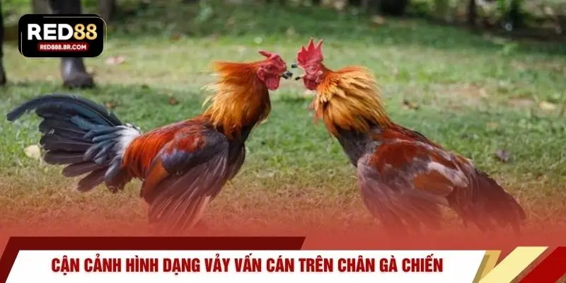 Vảy Vấn Cán – Dị Tướng Và Bí Mật Chiến Thắng Tại RED88 - tiger96.sbs