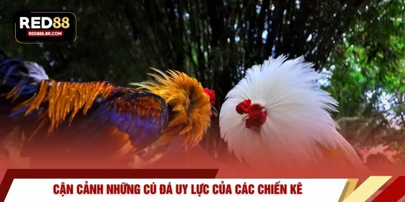 Đá Gà Thomo – Đỉnh Cao Vinh Quang Chiến Kê Tại RED88 - tiger96.sbs