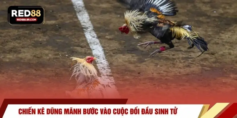 Đá Gà Trực Tuyến – Đấu Trường Kịch Tính Tại RED88 - tiger96.sbs