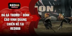 Đá gà - tiger96.sbs