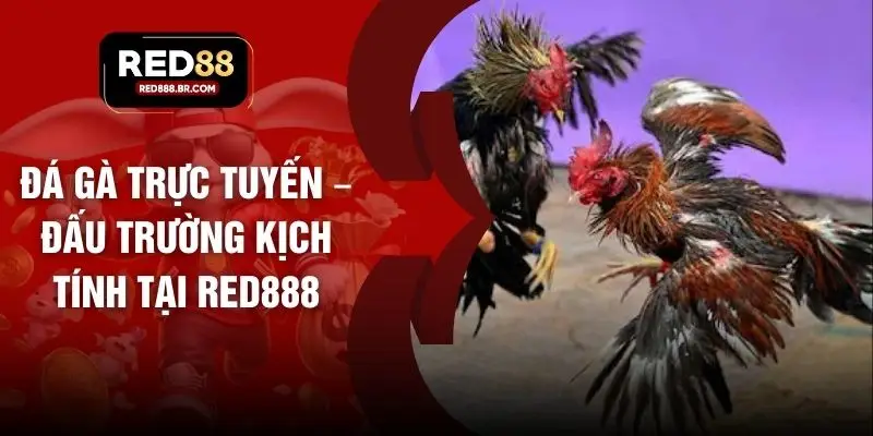 Đá Gà Trực Tuyến – Đấu Trường Kịch Tính Tại RED88 - tiger96.sbs