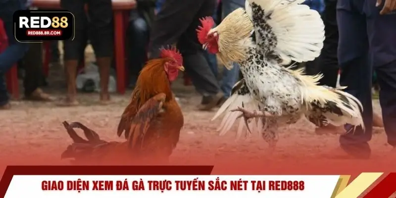 Đá Gà Trực Tuyến – Đấu Trường Kịch Tính Tại RED88 - tiger96.sbs