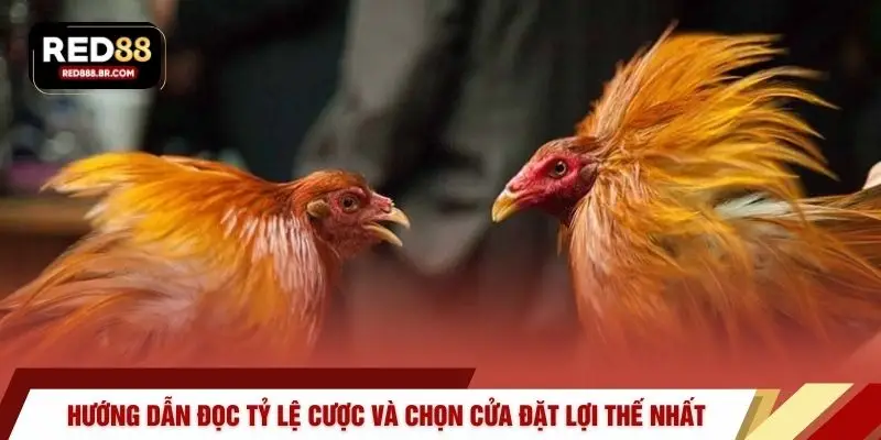Đá Gà RED88 – 4 Sảnh Cược Trực Tiếp Sống Động Nhất - tiger96.sbs