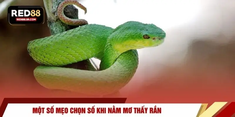 Nằm Mơ Thấy Rắn - Cơ Hội Bùng Nổ Tài Lộc Cùng RED88 - tiger96.sbs