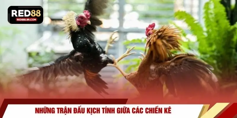 Đá Gà RED88 – 4 Sảnh Cược Trực Tiếp Sống Động Nhất - tiger96.sbs