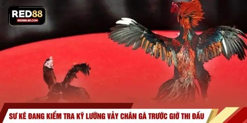Vảy Vấn Cán – Dị Tướng Và Bí Mật Chiến Thắng Tại RED88 - tiger96.sbs