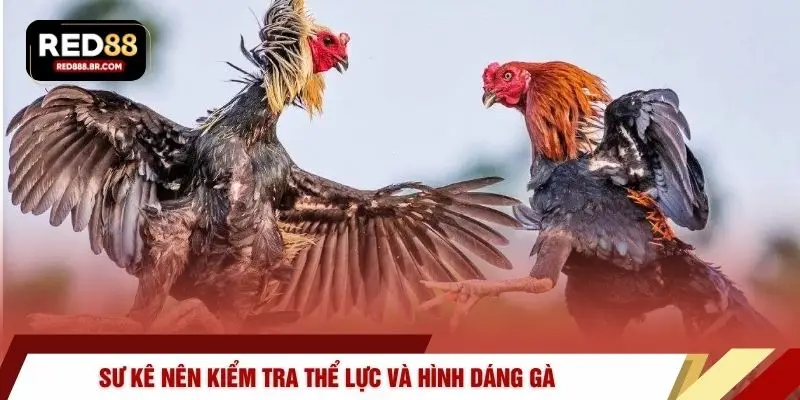 Đá Gà Thomo – Đỉnh Cao Vinh Quang Chiến Kê Tại RED88 - tiger96.sbs