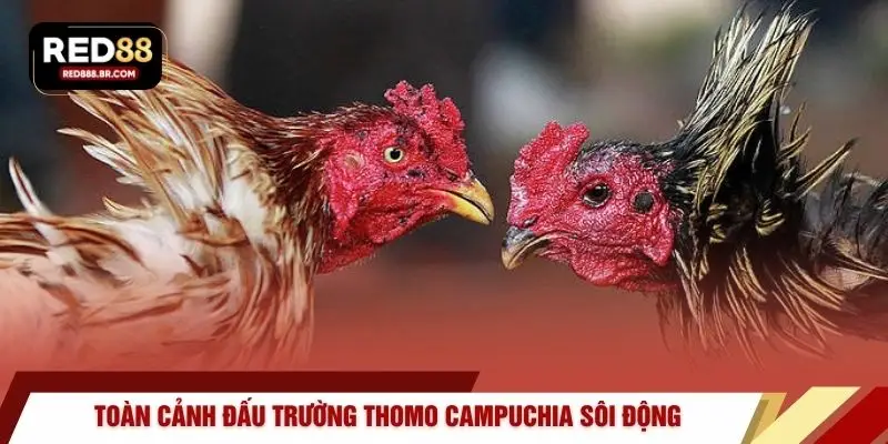 Đá Gà Thomo – Đỉnh Cao Vinh Quang Chiến Kê Tại RED88 - tiger96.sbs